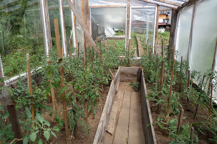 Агроном Мармулев назвал правила пасынкования томатов в теплице и грунте