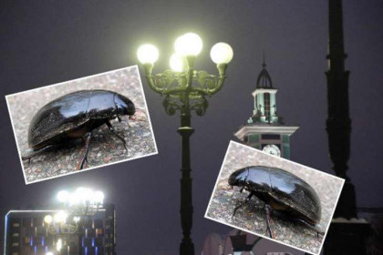 Рожденные плавать полетели: жуки-монстры атаковали ночной Новосибирск
