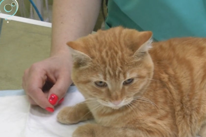 Котенка с отрубленными лапами спасли ветеринары