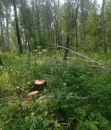 10 уголовных дел возбуждено в Новосибирской области за незаконную рубку леса