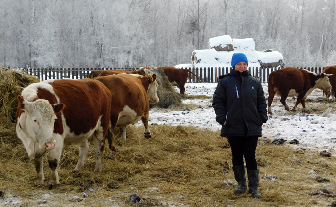 Гигантских быков разводит хрупкая жительница Чулымского района