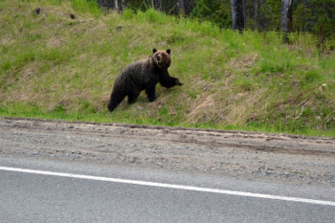 Годовалый медведь сбежал от матери за медом к жителям Чулыма