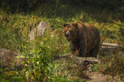 Нападение медведя на мужчину с ребенком опровергли в новосибирском минприроды