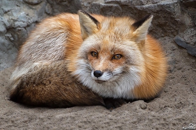 Хитрая лисица притворилась мертвой и облизала жителя Новосибирской области