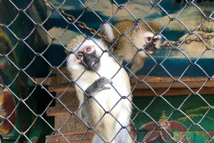 Орущие животные частного зоопарка возмутили жителей Купино и Карасука