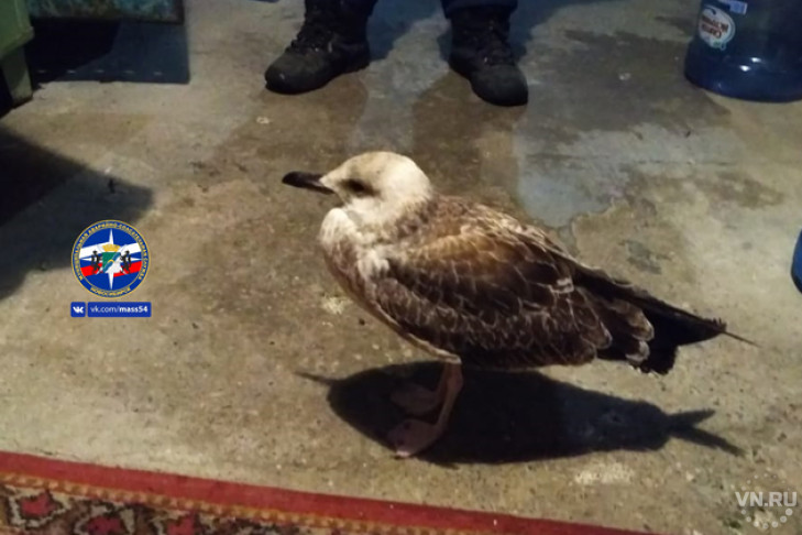 Замерзающую чайку спасли от верной смерти спасатели