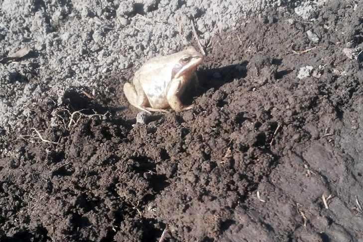 Как привлечь лягушек (жаб) в огород: личный опыт