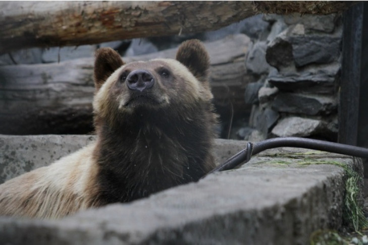 Жертвой медведя из Усть-Тарки стала овца на самовыпасе – заявление минприроды