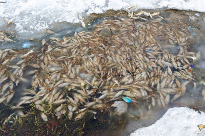 Косяки мертвой рыбы прибились к берегу озера в Новосибирске