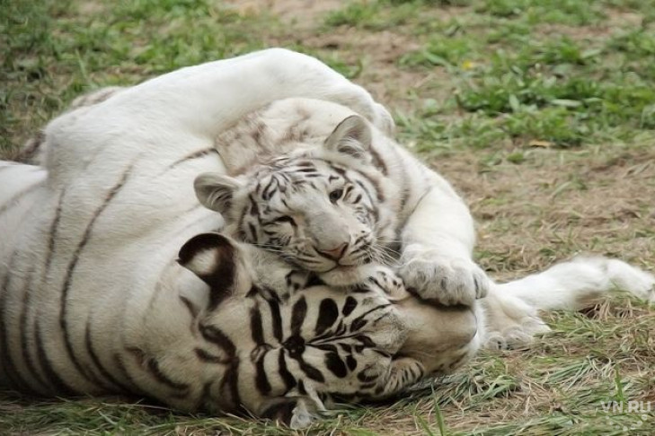 В Новосибирском зоопарке придумали имя белому тигренку 