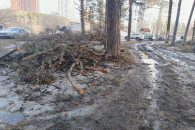 В Новосибирске в Заельцовском парке у десятков сосен обрезали ветви