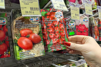 Точные сроки посева рассады томатов назвали новосибирцам в Россельхознадзоре