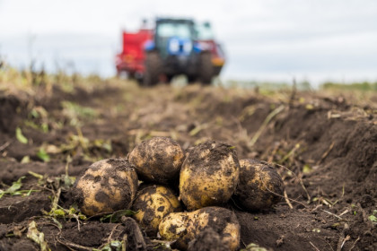Срочно выйти с тяпками на картошку призвал новосибирцев агроном Мармулев