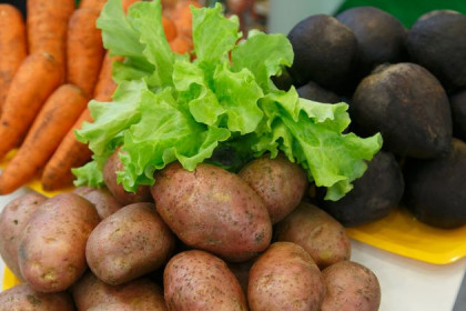 Секретами богатого урожая картофеля обмениваются новосибирцы