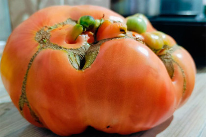 «Бравый генерал» размером с голову вырос на грядке жительницы Искитима