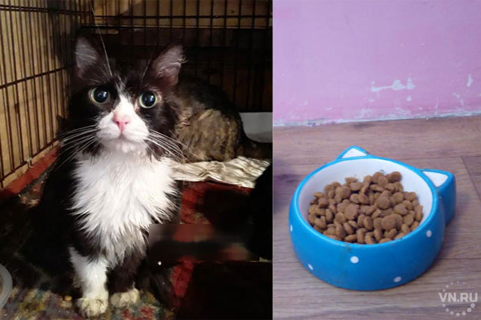 «Без еды живут 4 недели, без воды – 4 дня»: истории спасений запертых в квартирах кошек