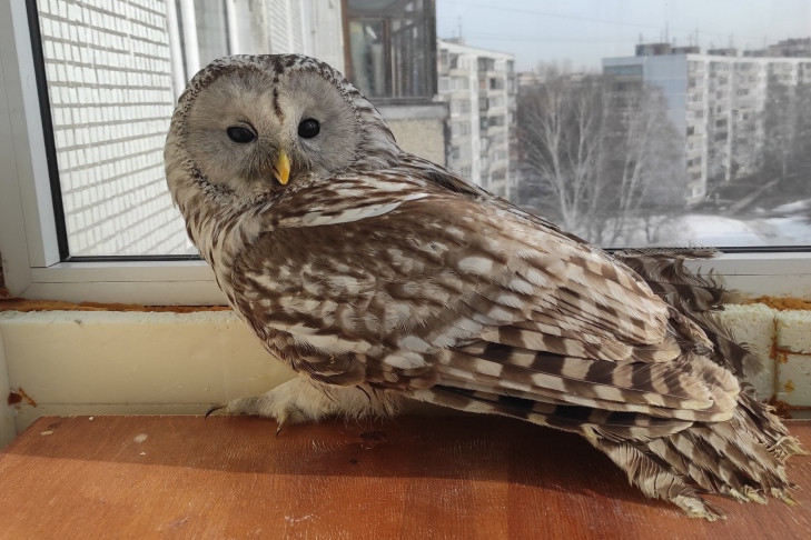 Попавшая под поезд сова Татьяна перенесла операцию в Новосибирске