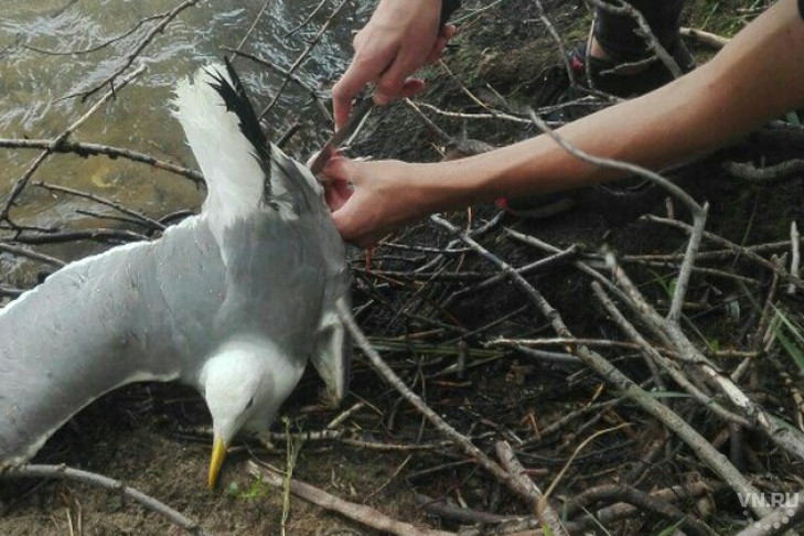 Птицы массово гибнут в Новосибирске