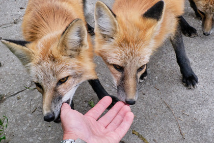 Под Новосибирском ликвидировали бешенную лису, укусившую женщину