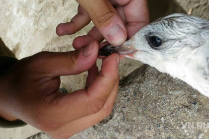 Серебристую чайку на Оби спасли в Новосибирске 