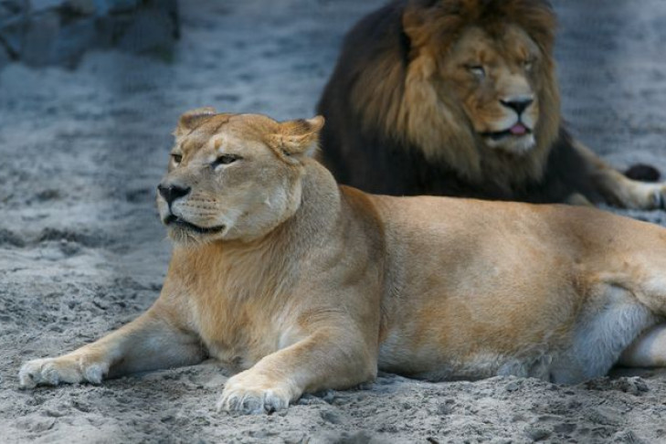 Новосибирцы смогут сходить в зоопарк за полцены 1-7 ноября