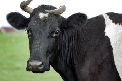 Новосибирскую корову арестовали за долги перед ГАИ