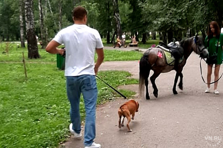 Бойцовская собака набросилась на пони в Березовой роще