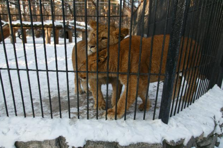 Порции мяса увеличили обитателям Новосибирского зоопарка из-за морозов 
