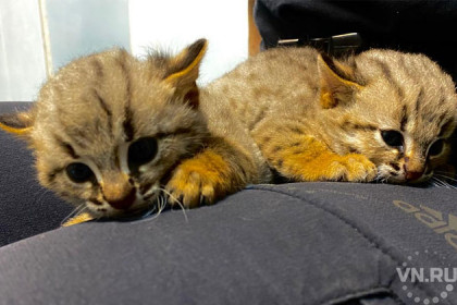 Редкие ржаво-рыжие котята впервые родились в Новосибирске