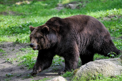 Дендропарк закрыт из-за медведя, сбежавшего не из зоопарка