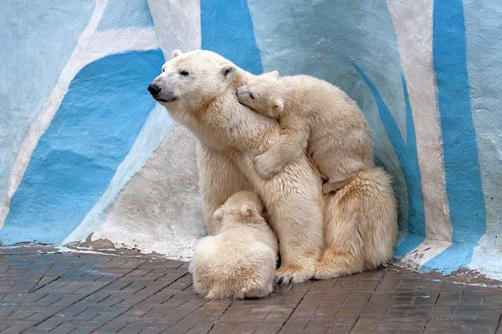 Рождение белого медвежонка опровергли в Новосибирском зоопарке