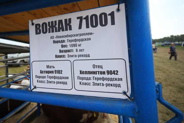 Бык по кличке Вожак весом 1090 килограммов удивил на «Дне поля» под Новосибирском