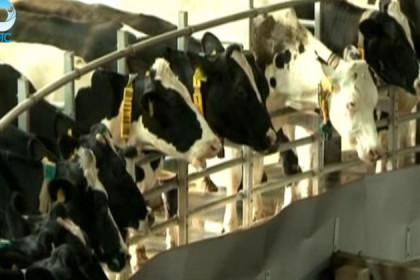 72 коровы доят за 12 минут по принципу карусели
