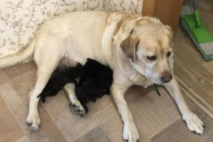 Мама-лабрадор: в Каргате собака Фиеста взяла под опеку четверых осиротевших котят