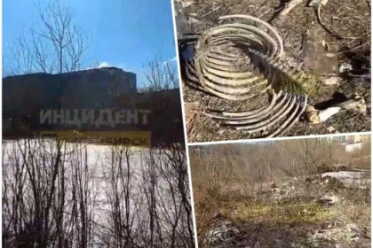 Озеро Собачье на МЖК забросали костями и шкурами в Новосибирске