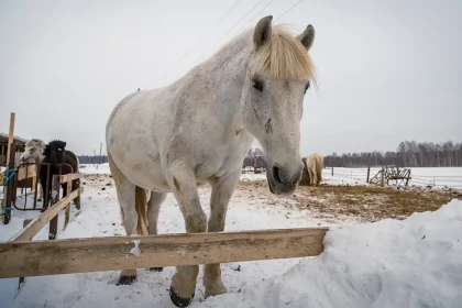Поздравления с 2026 годом Огненной Лошади: прикольные открытки, стихи и тосты