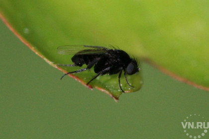 Горбатые мухи насторожили новосибирский Россельхознадзор