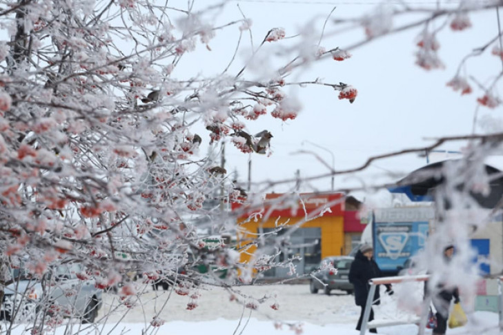 Морозные выходные и потепление с 1 марта ждут новосибирцев 