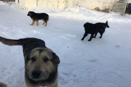Пожизненно содержать бездомных собак в приютах пока не готовы в Новосибирске