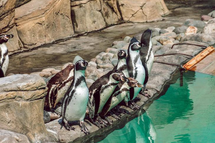 Пингвинам в Новосибирске разрешили плавать на улице после долгой зимы