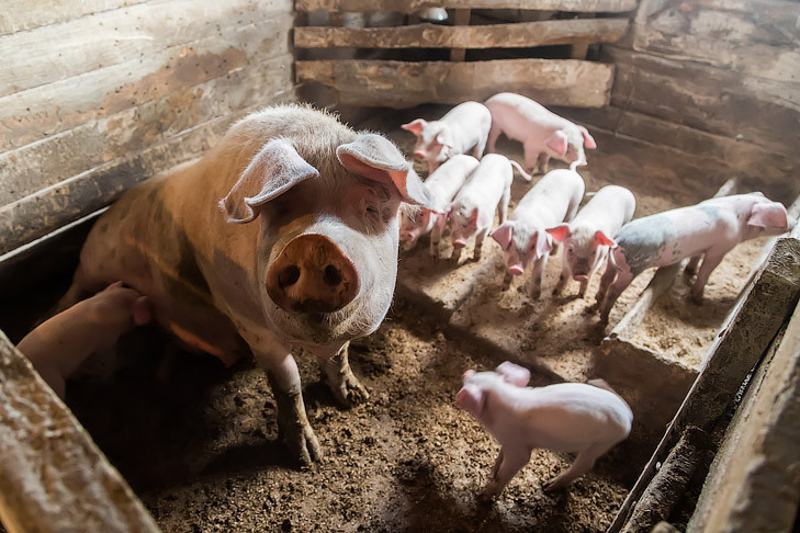 Карантин по бешенству ввели в трех селах Новосибирской области