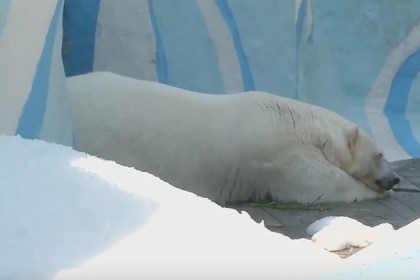 Жара в Новосибирске - генератор снега спасает белых медведей