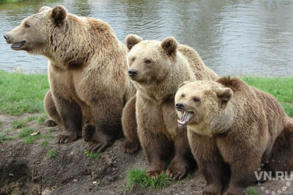 Новосибирские медведи перестали размножаться 