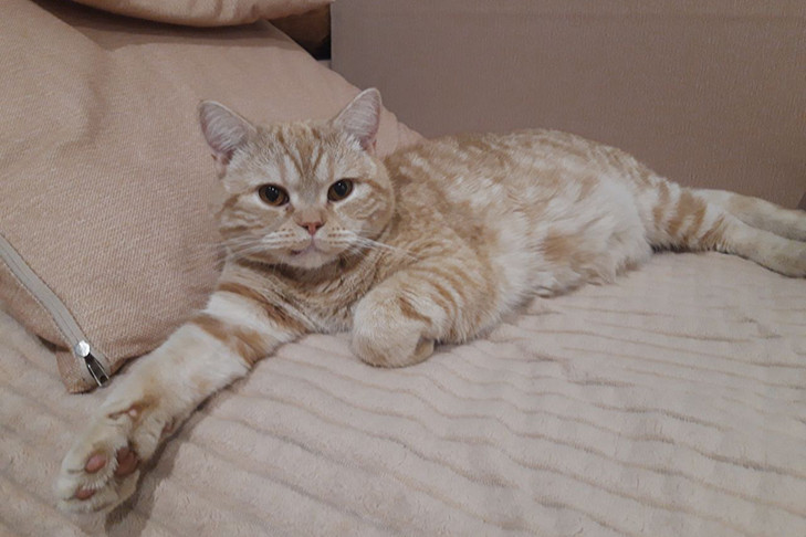 Усы, лапы, хвост: какие документы взять и что учесть при путешествии с питомцем