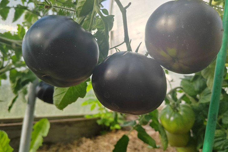 Черные помидоры выросли в Новосибирской области