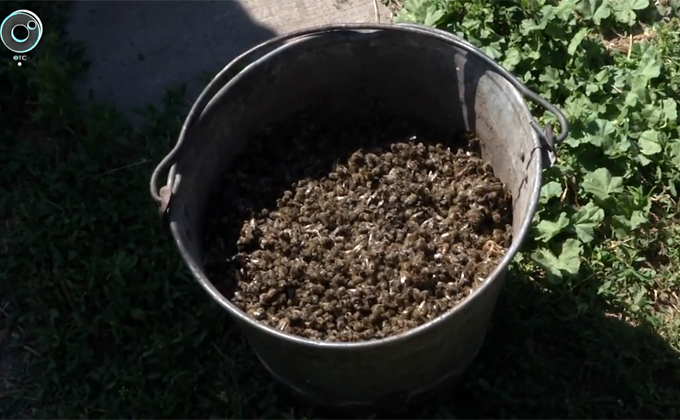 Пчелиный ад под Новосибирском: пасечники обвиняют аграриев