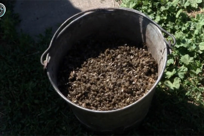 Пчелиный ад под Новосибирском: пасечники обвиняют аграриев