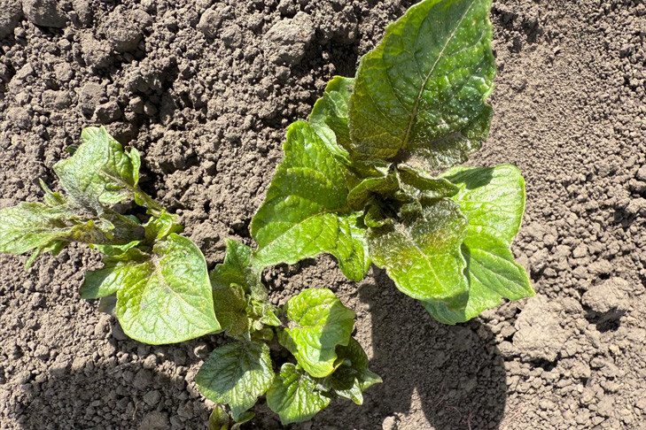 Картофель пережил стресс: последствия заморозков оценили аграрии Новосибирска