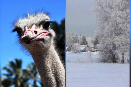 Как зимуют страусы в Сибири, рассказал пенсионер из Довольного
