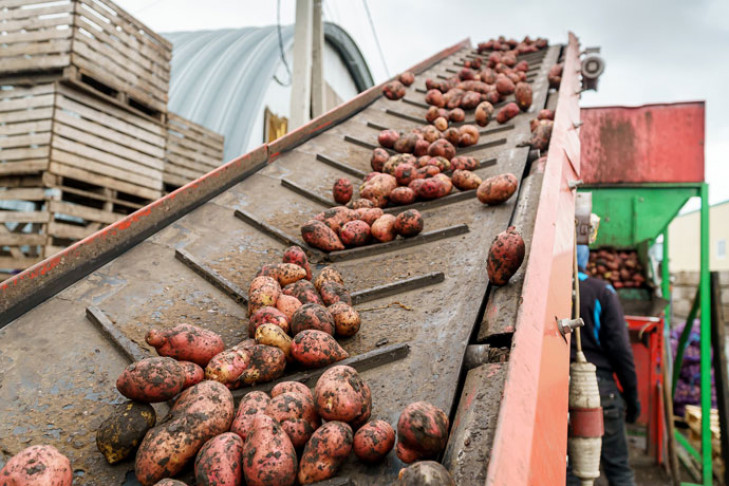 Цена на картофель взлетела в два раза в Новосибирске – как выбрать и хранить